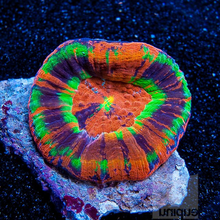 Scolymia Coral – San hô Scoly/Nút ken