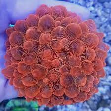 Quỳ Vú Đỏ – Red Bubble Tip Anemone (Entacmaea quadricolor)