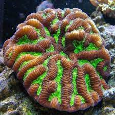 San hô da não – Brain Coral, Green with Red Eyes