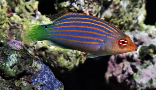 Six Line – Six Line Wrasse