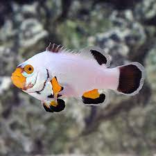 Frostbite Clowfish – Cá hề tuyết