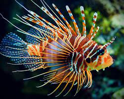 Cá Mao Tiên – Miles Lionfish