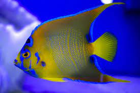 Cá Nữ Hoàng – Queen Angelfish