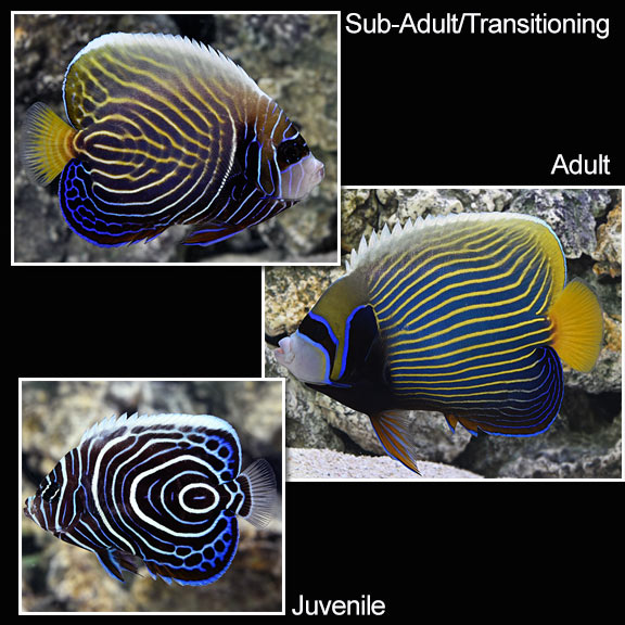Cá hoàng đế – Emperor Angelfish