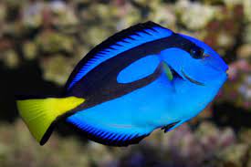 Nẻ xanh – Blue Tang