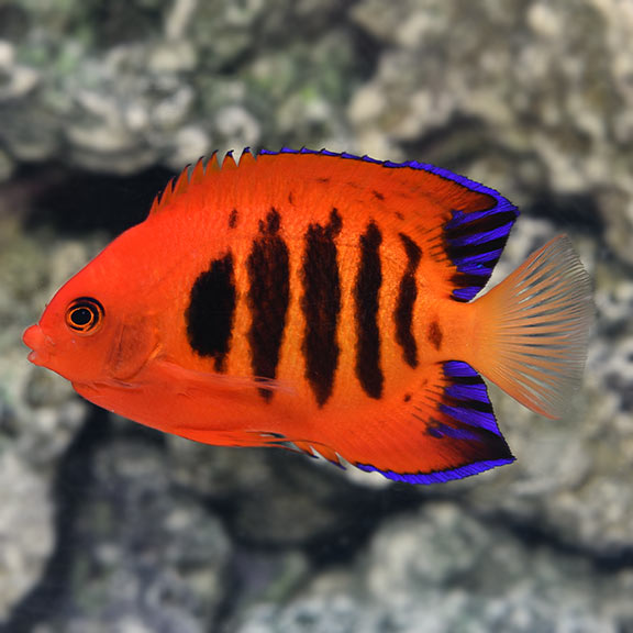 Thiên thần lửa – Flame Angelfish