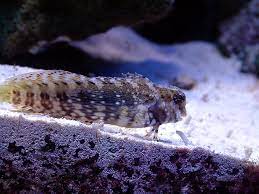 Bống ăn rêu – Algae Blenny