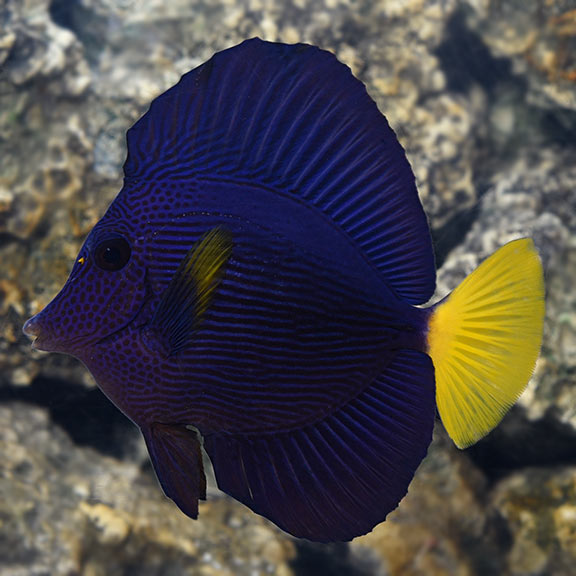 Chim Dù Tím – Purple Tang