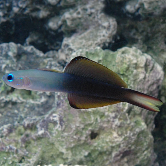 Cá phi tiêu – Scissortail Drartfish