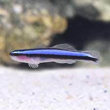Cá bống xanh – Neon Blue Goby