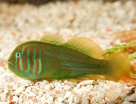 Bống hề xanh – Green Clown Goby