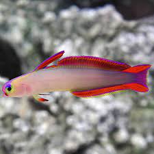 Bống cờ tím – Purple Firefish