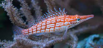 Hawkfish mũi dài – Longnose Hawkfish