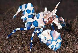 Tôm bông – Harlequin Shrimp
