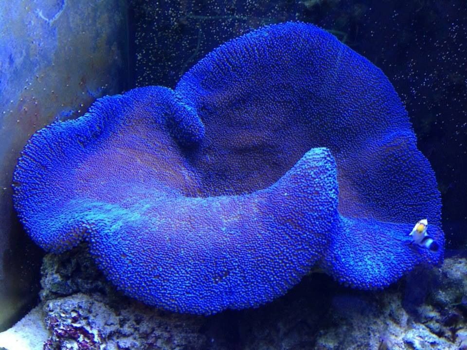 Haddon’s Carpet Anemone, Blue – Quỳ thảm xanh dương