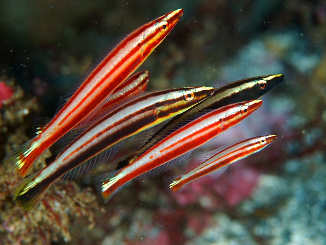 Cá mó sọc đỏ – Candy cane Wrasse