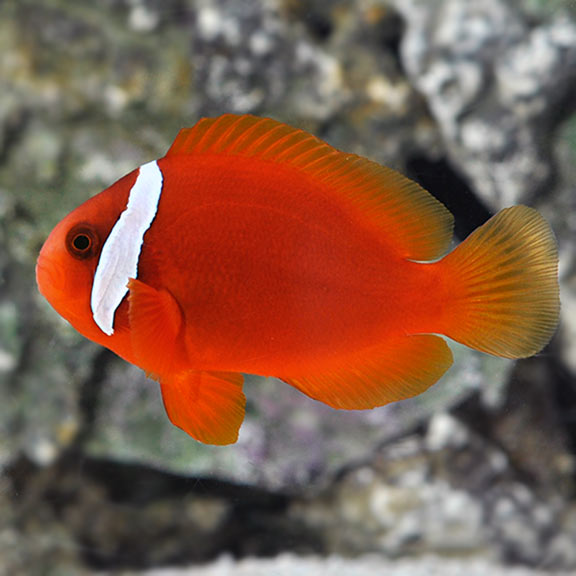 Tomato Clownfish – Hề cà chua