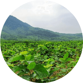 Trồng Dâu Nuôi Tằm