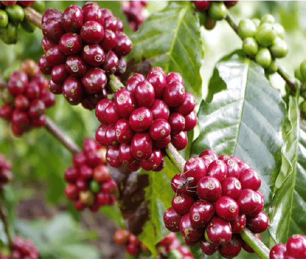 Tây Nguyên có bao nhiêu loại cà phê?