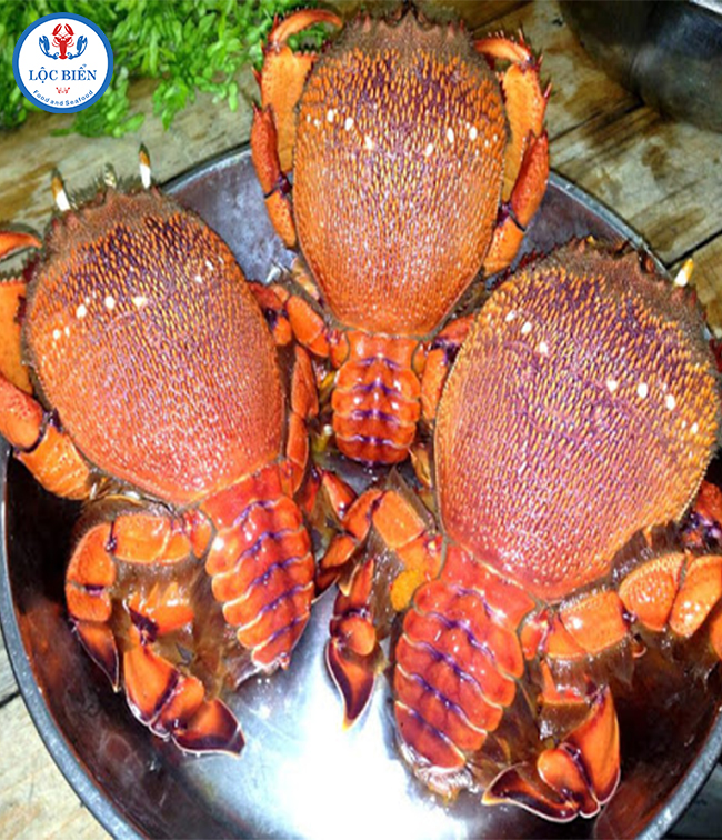 cua huỳnh đế đặc điểm