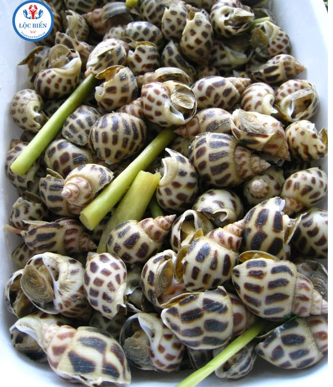 cách sơ chế ốc hương