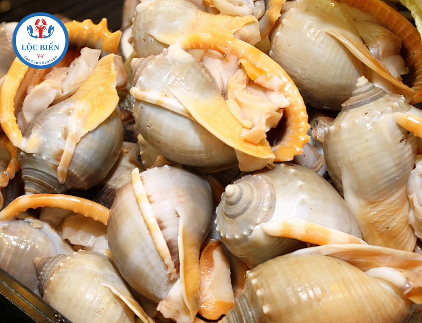 ốc tỏi tươi sống cho món ốc tỏi nướng muối ớt và ốc tỏi nướng nước mắm tuyệt ngon
