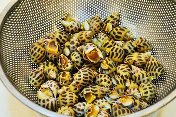 bí quyết chọn ốc hương ngon