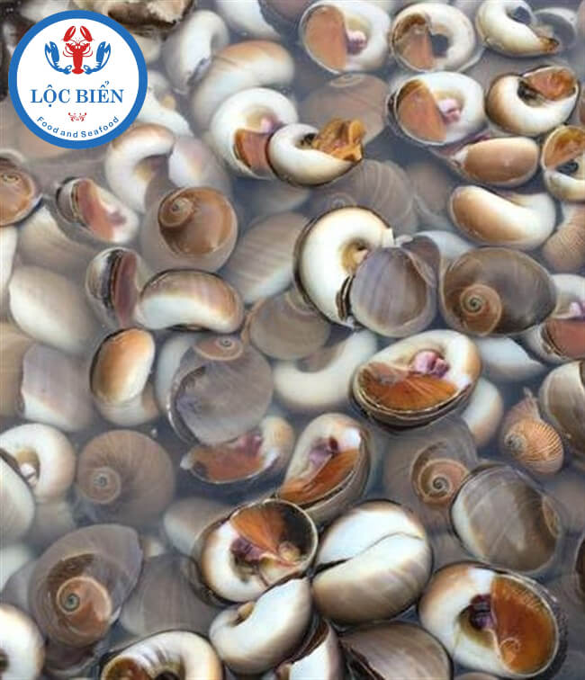 Ốc mỡ