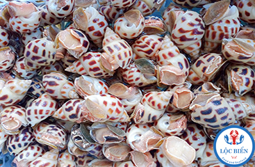 Video Ốc Bông size to