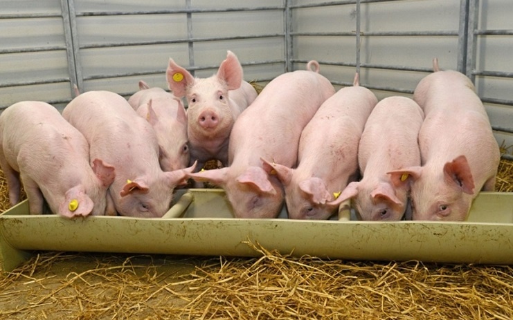 ValiMP+ là một phụ gia thức ăn chăn nuôi an toàn, tự nhiên giúp cải thiện năng suất