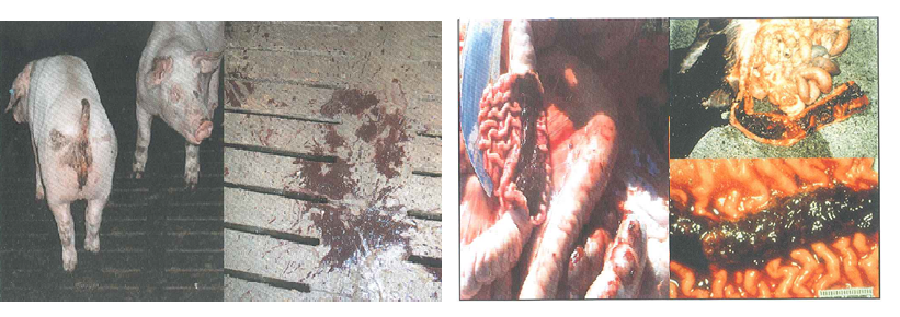 Dạng nặng của tiêu chảy Xuất huyết. Đột tử - Cơ thể heo xanh xao – Phân đen