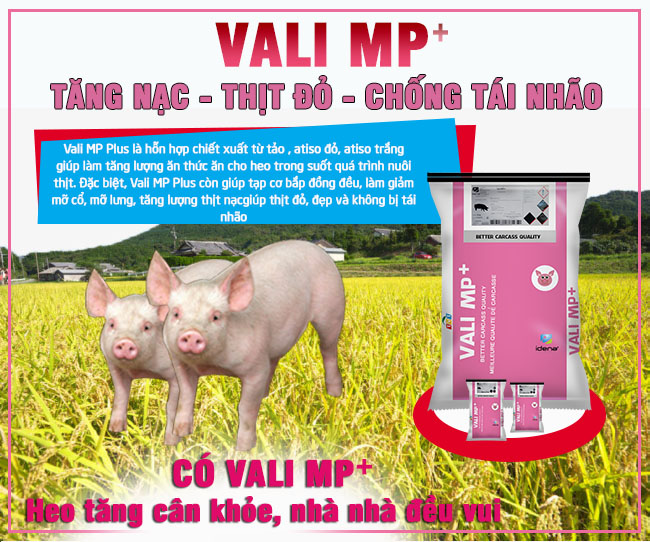 Vali MP+ triệt tiêu mỡ, giúp thịt heo nhiều nạc và chống tái nhão