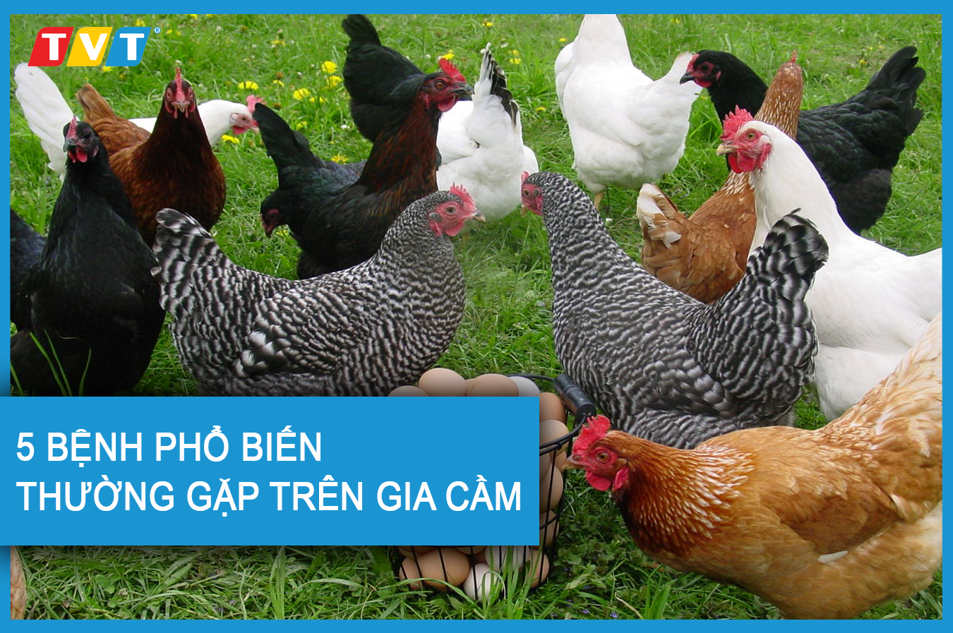 5 BỆNH PHỔ BIẾN TRÊN GIA CẦM