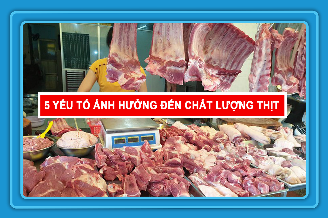 CÁC YẾU TỔ ẢNH HƯỞNG ĐẾN NĂNG SUẤT VÀ CHẤT LƯỢNG THỊT HEO