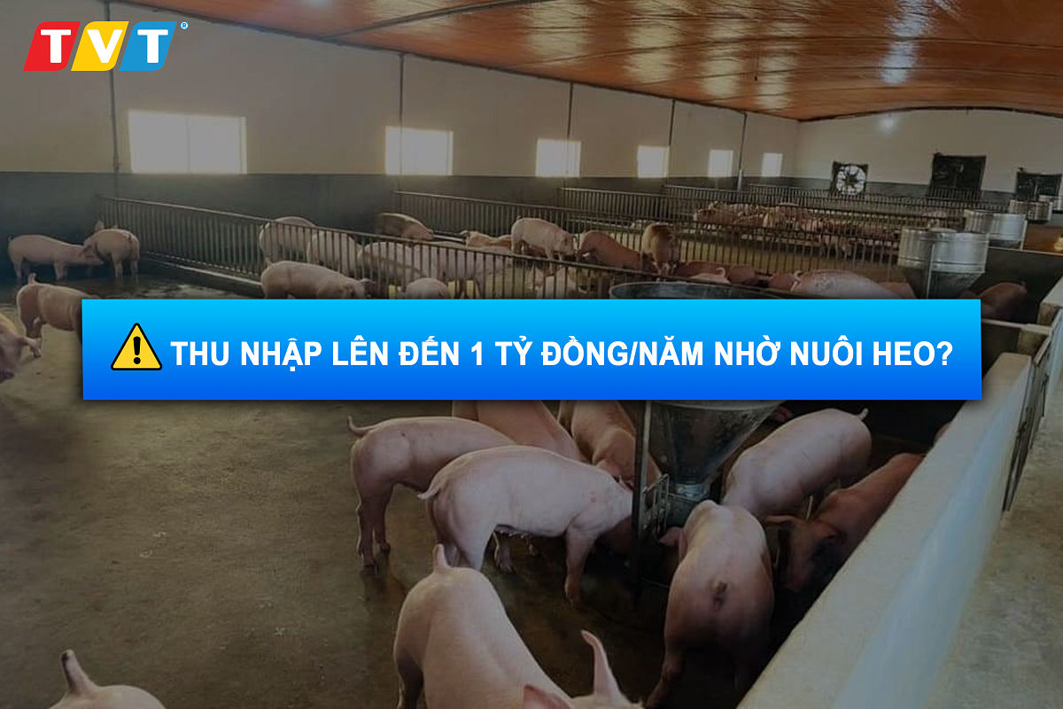 Giá heo hơi ngày 18/4/2022: Thu nhập lên đến 1 tỷ đồng/năm nhờ nuôi heo?