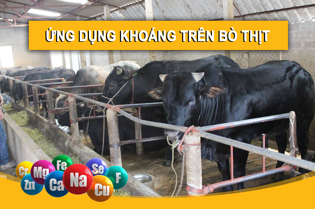 ỨNG DỤNG KHOÁNG TRONG CHĂN NUÔI BÒ THỊT