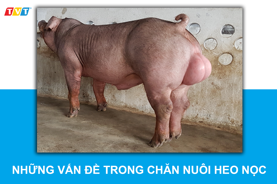 NHỮNG SAI LẦM TRONG CHĂN NUÔI HEO NỌC