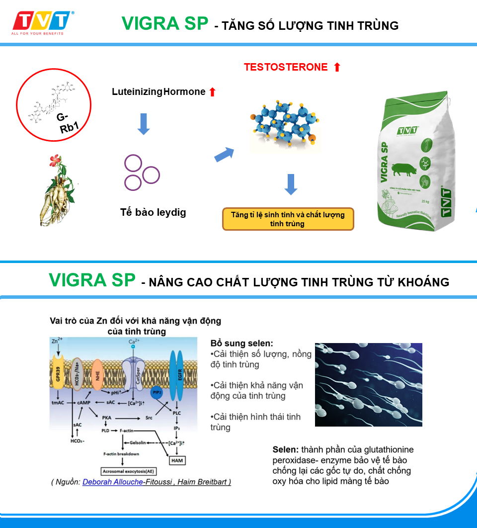 CƠ CHẾ TÁC ĐỘNG SẢN PHẨM VIGRA SP