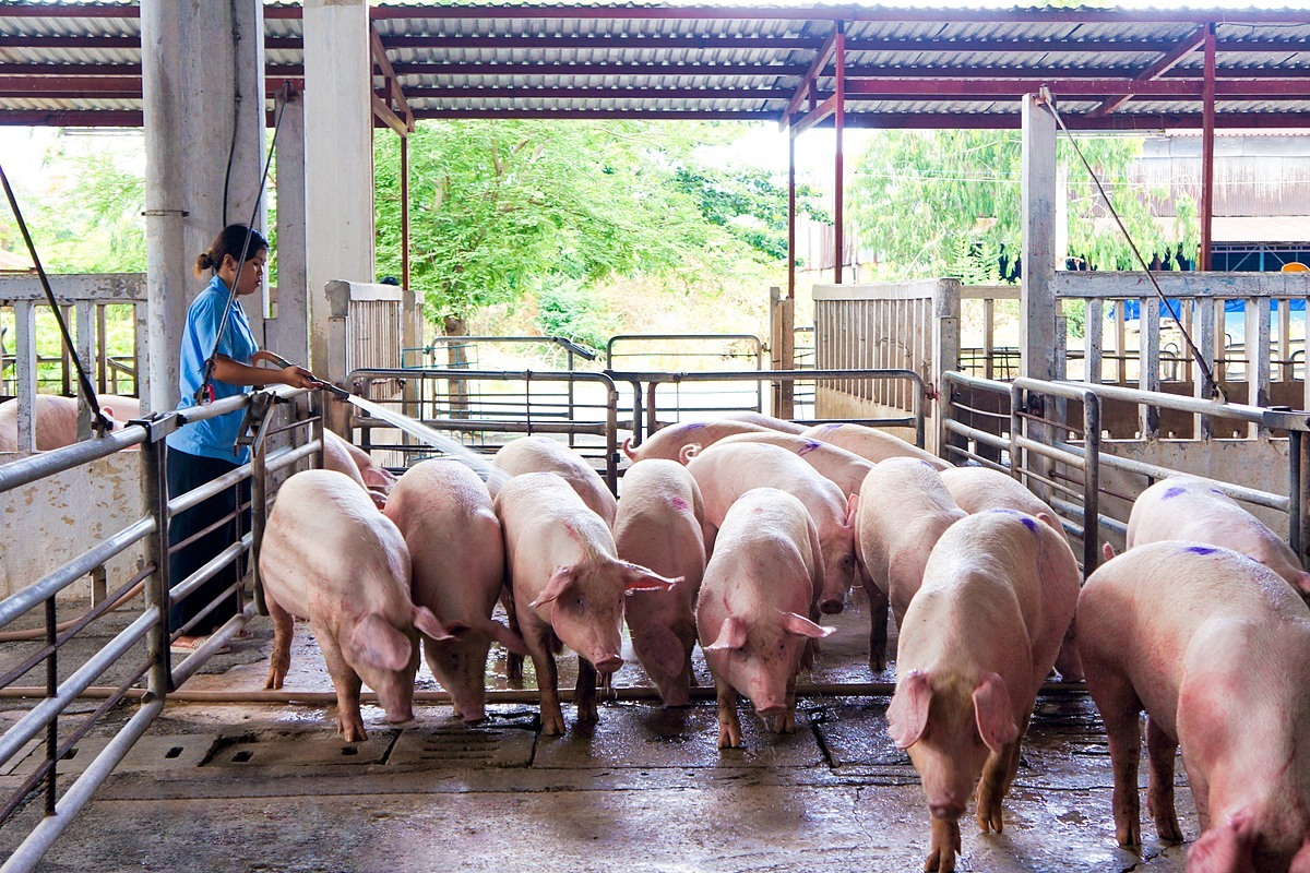 GIÁ HEO HƠI NGÀY 7/6/2022: VIỆT NAM TĂNG XUẤT KHẨU THỊT HEO