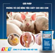 ​GIẢI PHÁP PHÒNG VÀ CHỮA BỆNH TIÊU CHẢY CHO HEO CON