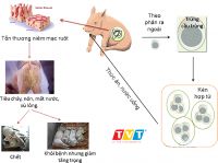 GIẢI PHÁP CẤP THIẾT THAY THẾ KHÁNG SINH TRONG CHĂN NUÔI HEO