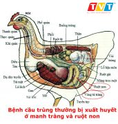 IDENA-INRAE: GIẢI PHÁP TỪ TỰ NHIÊN CHO BỆNH CẦU TRÙNG