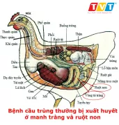 IDENA-INRAE: GIẢI PHÁP TỪ TỰ NHIÊN CHO BỆNH CẦU TRÙNG