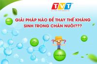 BÍ MẬT THAY THẾ KHÁNG SINH & GIẢM CHI PHÍ THỨC ĂN TRONG CHĂN NUÔI