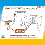 BUTINOV - GIẢI PHÁP GIÚP VẬT NUÔI HẤP THU TỐI ĐA DINH DƯỠNG