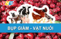 CÔNG DỤNG THẦN KÌ CỦA BỤP GIẤM ĐỐI VỚI VẬT NUÔI ÍT NGƯỜI BIẾT