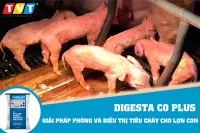 GIẢI PHÁP PHÒNG VÀ ĐIỀU TRỊ TIÊU CHẢY CHO LỢN CON