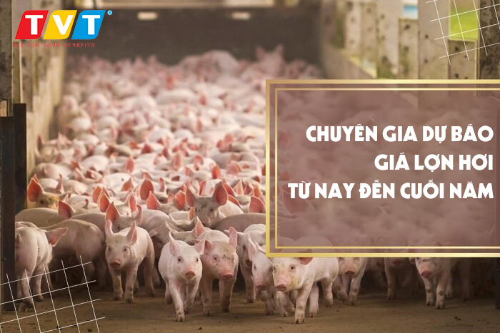 CHUYÊN GIA DỰ BÁO DIỄN BIẾN GIÁ LỢN HƠI, GIÁ THỨC ĂN CHĂN NUÔI TỪ NAY ĐẾN CUỐI NĂM