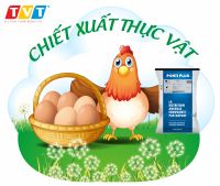 PONTI PLUS - HIỆU QUẢ ĐẶC BIỆT CỦA CHIẾT XUẤT TỰ NHIÊN ĐẾN GÀ ĐẺ TRỨNG