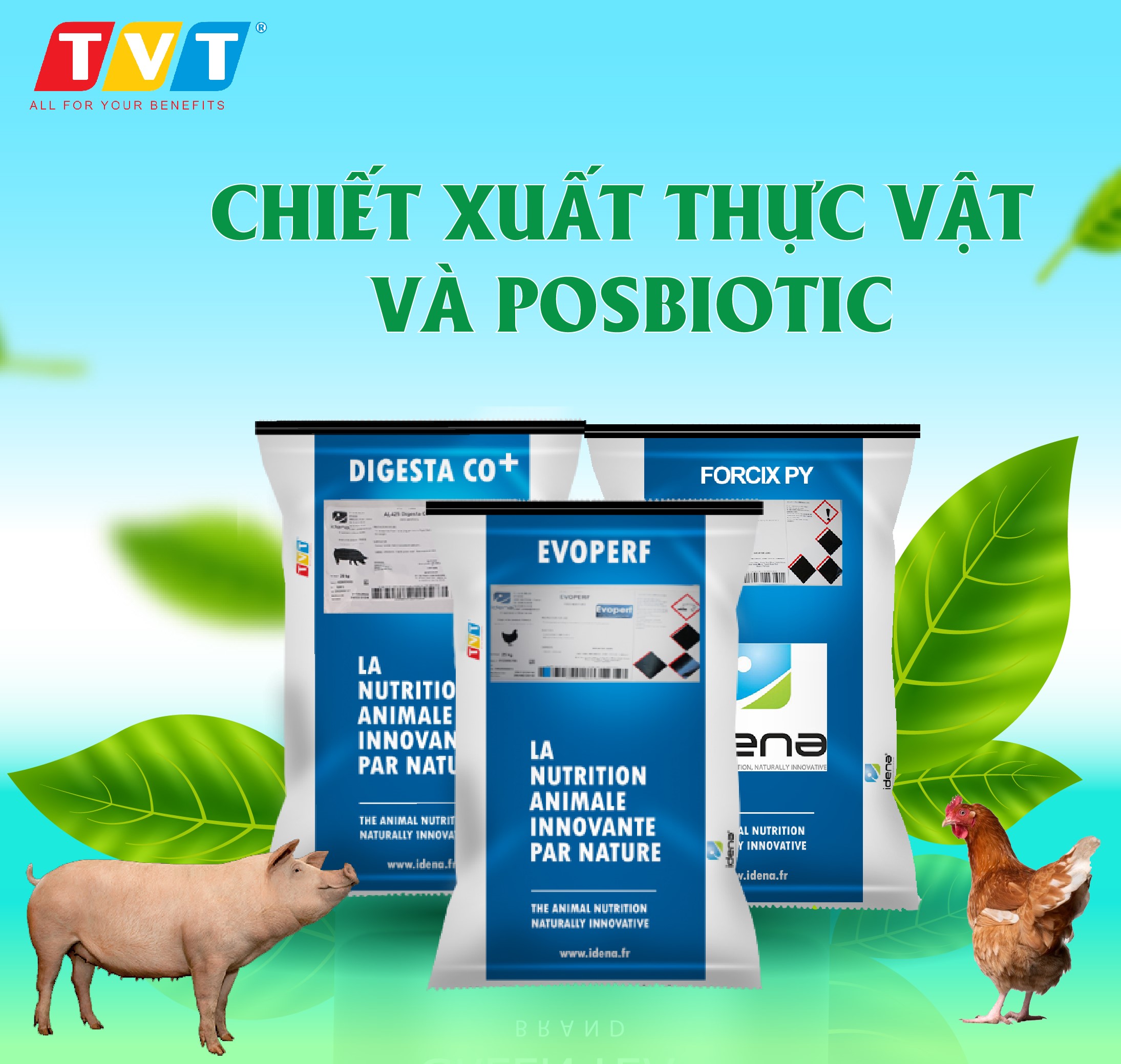 THAY THẾ KHÁNG SINH BẰNG TINH DẦU GIÚP GIẢI QUYẾT NHỮNG THÁCH THỨC CỦA NGÀNH CHĂN NUÔI VIỆT NAM